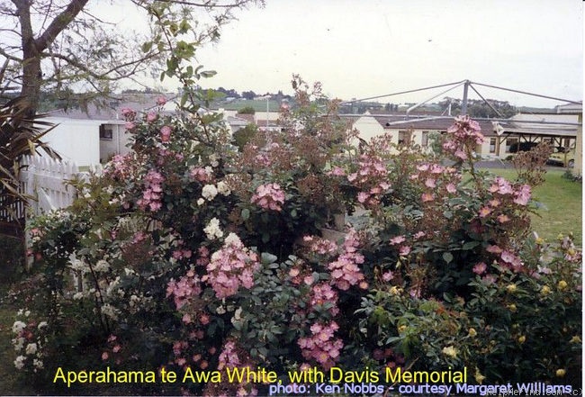 'Aperahama te Awa' rose photo