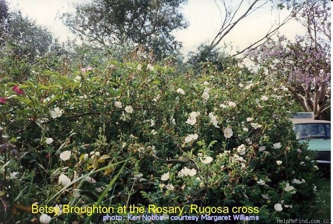 'Betsy Broughton' rose photo