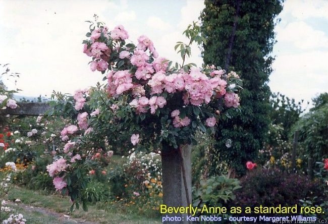 'Beverley Anne' rose photo
