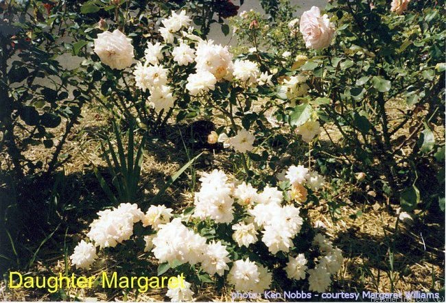 'Daughter Margaret' rose photo