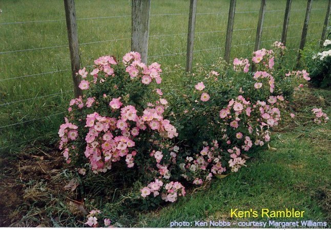 'Ken's Rambler' rose photo