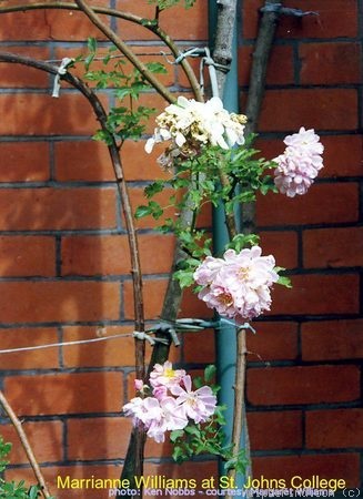 'Marianne Williams' rose photo