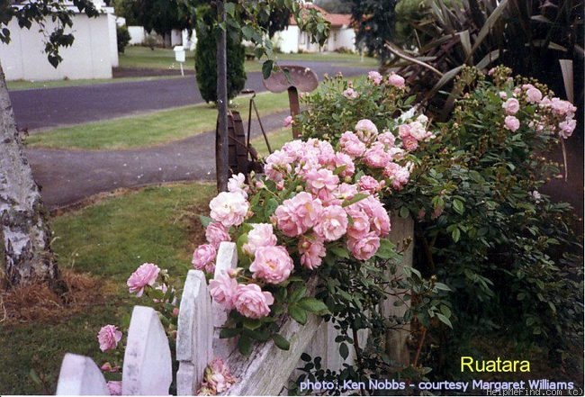 'Ruatara' rose photo