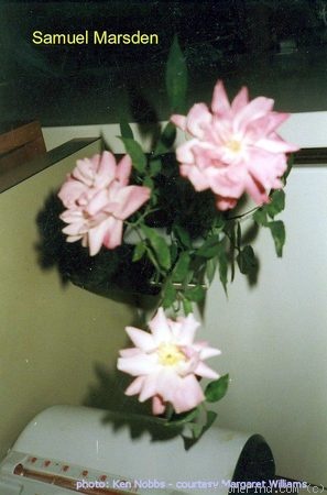 'Samuel Marsden' rose photo