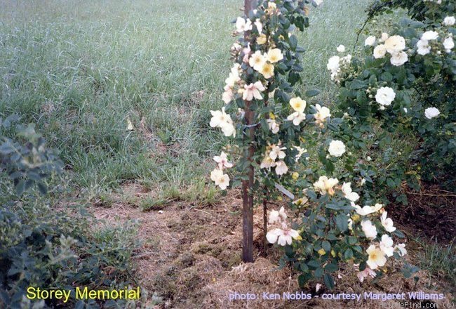 'Story Memorial' rose photo