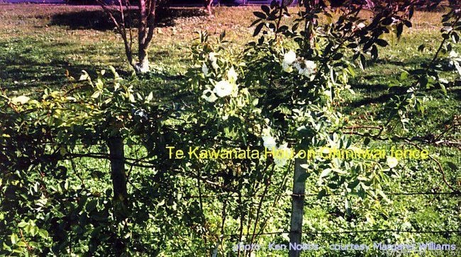 'Te Kawanata hou' rose photo