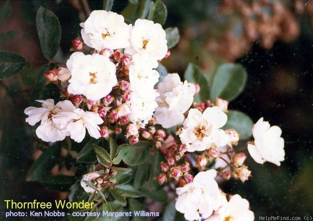 'Thornfree Wonder' rose photo