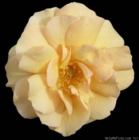 'HARxaglen' rose photo