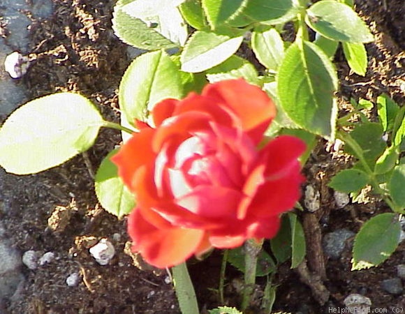 'Sequoia Jewel' rose photo