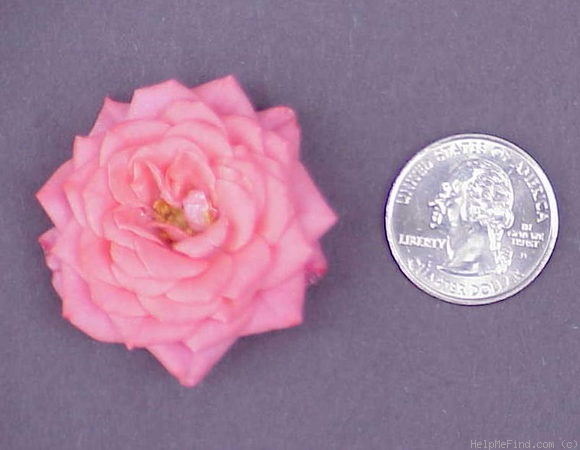 'Cupcake ™ (Miniature, Spies, 1981)' rose photo