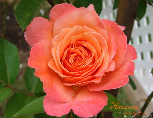 'Arizona (grandiflora, Swim & Weeks, 1973)' rose photo