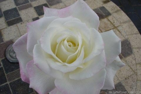 'Miss Prissy' rose photo