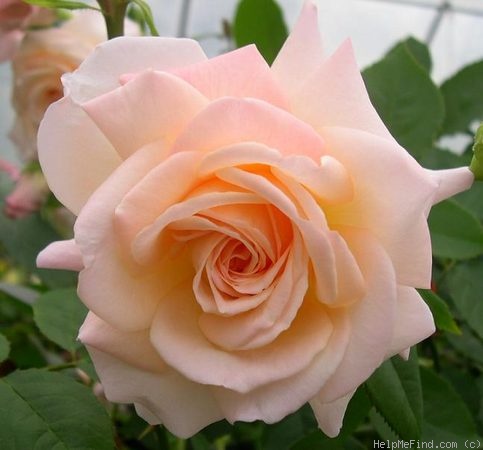 'Big Apricot' rose photo