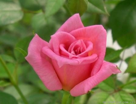 'Angelica Renae ™' rose photo