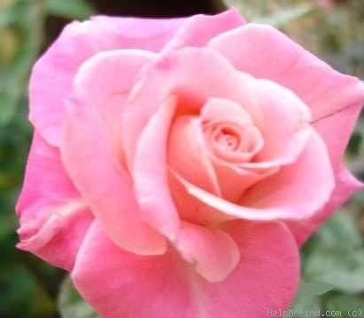 'Ashton' rose photo
