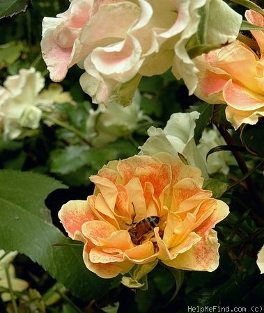 'Pur Caprice ® (shrub, Delbard, 1997)' rose photo