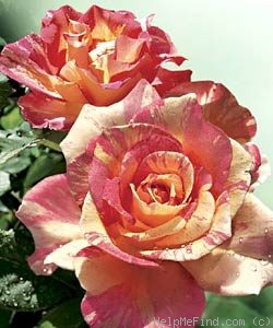 'JACepirt' rose photo