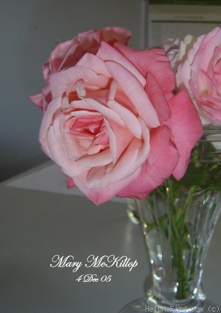 'Mary McKillop' rose photo