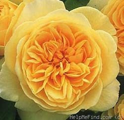 'Teasing Georgia' rose photo