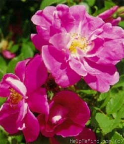 'William Baffin' rose photo