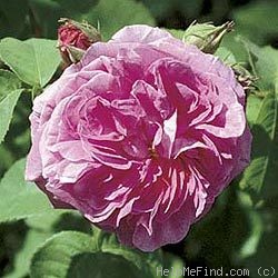 'Baronne Prévost (Hybrid Perpetual, Desprez, 1841)' rose photo