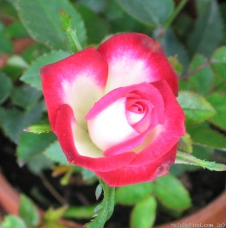 'Picotee ™ (miniature, Benardella 1998)' rose photo