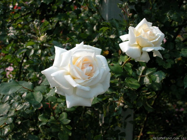 'White Cap' rose photo