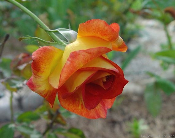 'Bolshoï (hybrid tea, Meilland, 2000)' rose photo