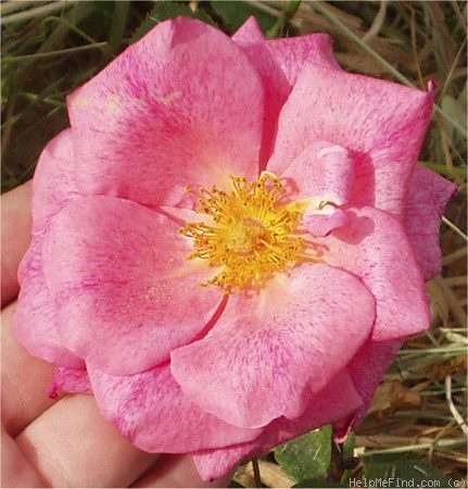 'Sevilliana (shrub, Buck, 1976)' rose photo