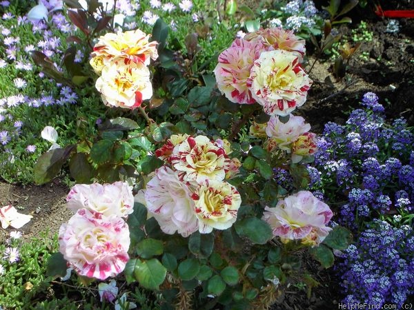 'George Burns ™' rose photo