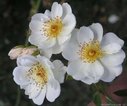 'Cascading White' rose photo
