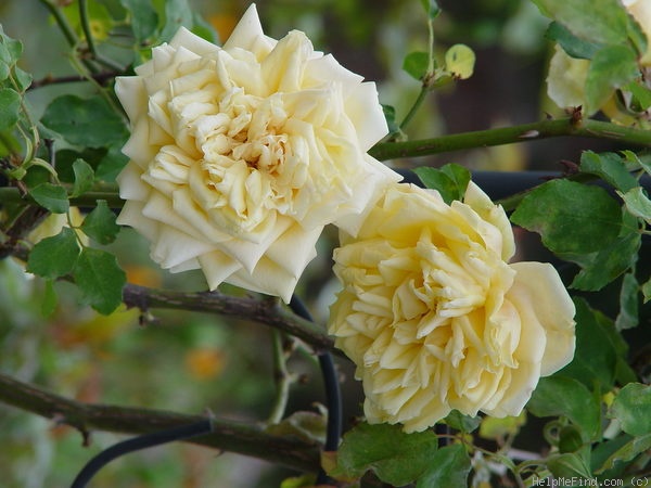 'Maréchal Niel (tea noisette, Castel 1857)' rose photo