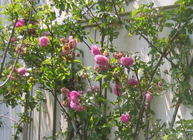 'Excellenz von Schubert (Polyantha Lambert, 1909)' rose photo