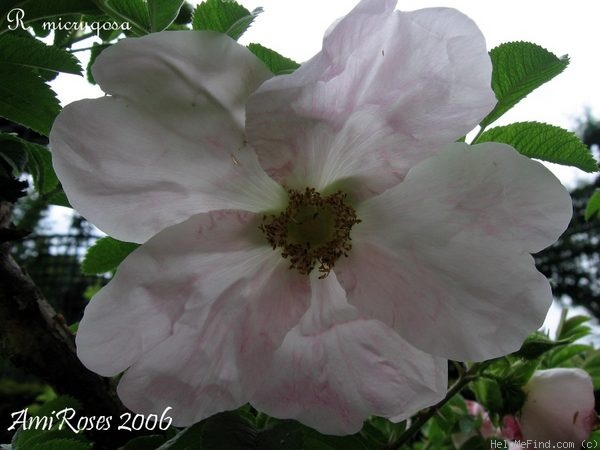 '<i>Rosa micrugosa</i> H.Henkel' rose photo