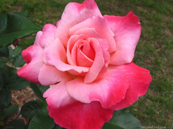 'Color Magic' rose photo
