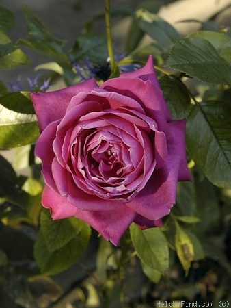 'Senteur Royale ® (hybrid tea, Tantau 2004)' rose photo