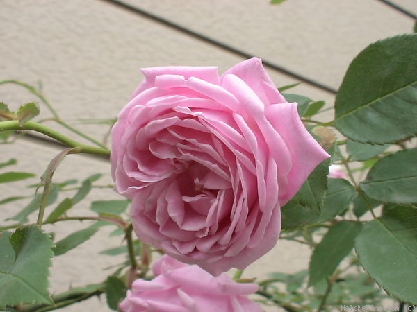 'Queen of Bedders' rose photo