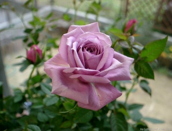 'BENmoon' rose photo