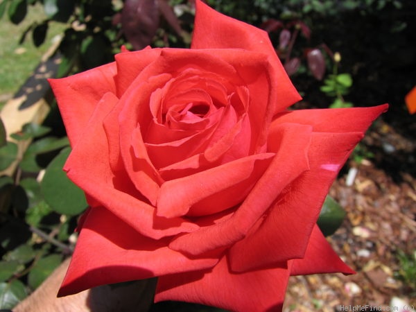 'Dolly Parton' rose photo