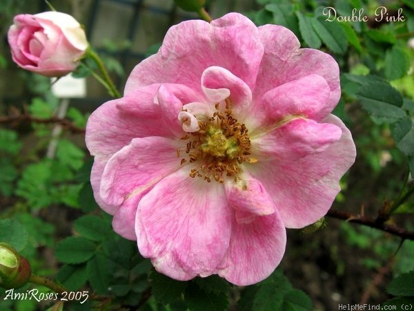 'Double Pink' rose photo