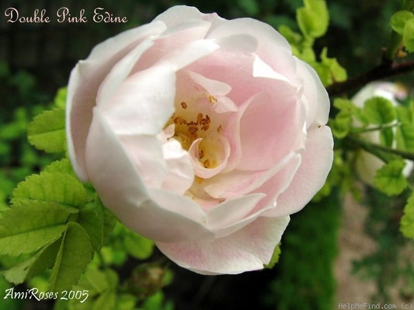 'Double Pink Edine' rose photo