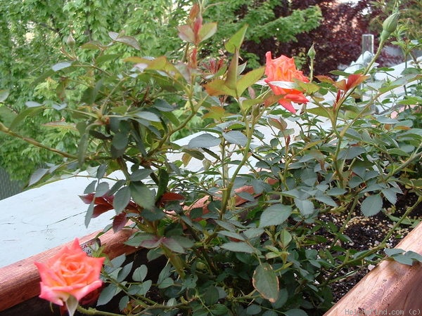 'Hot Tamale' rose photo