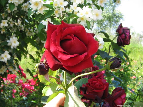 'Magia Nera  ®' rose photo