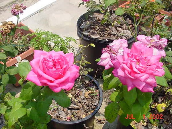 'Sweet 'n' Pink' rose photo