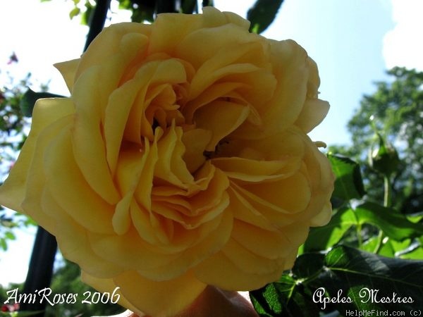 'Apeles Mestres' rose photo