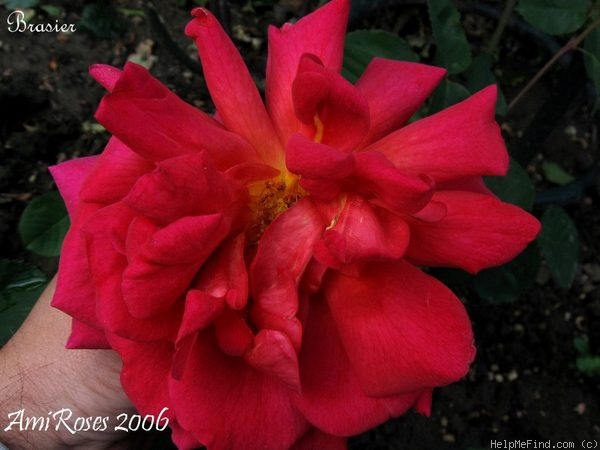 'Brasier' rose photo