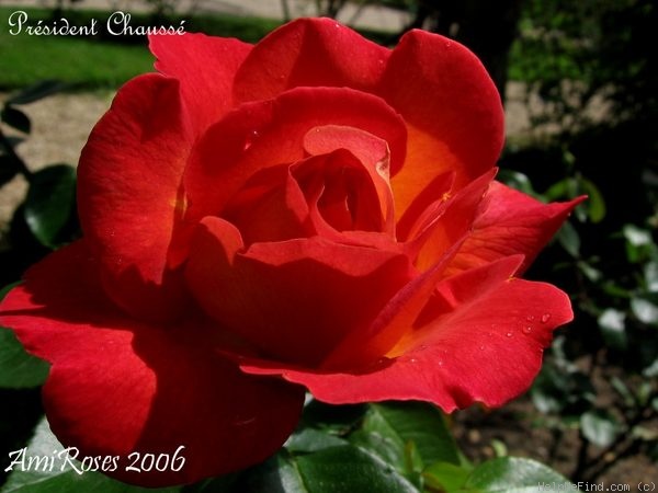 'Président Chaussé' rose photo