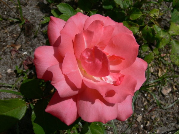 'Pernille Poulsen ®' rose photo