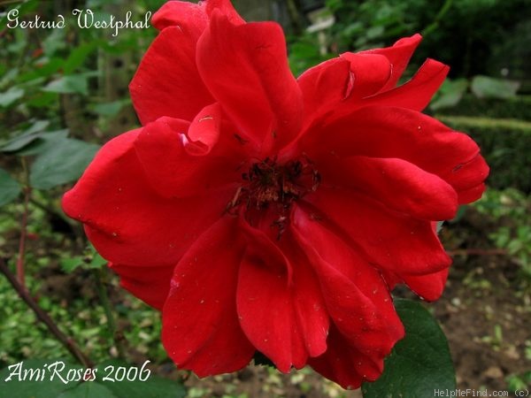 'Gertrud Westphal' rose photo