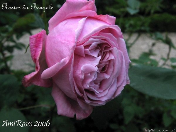 'Rosier du Bengale (Cent feuille)' rose photo